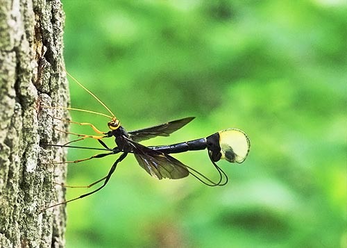 Black hornet wasp online